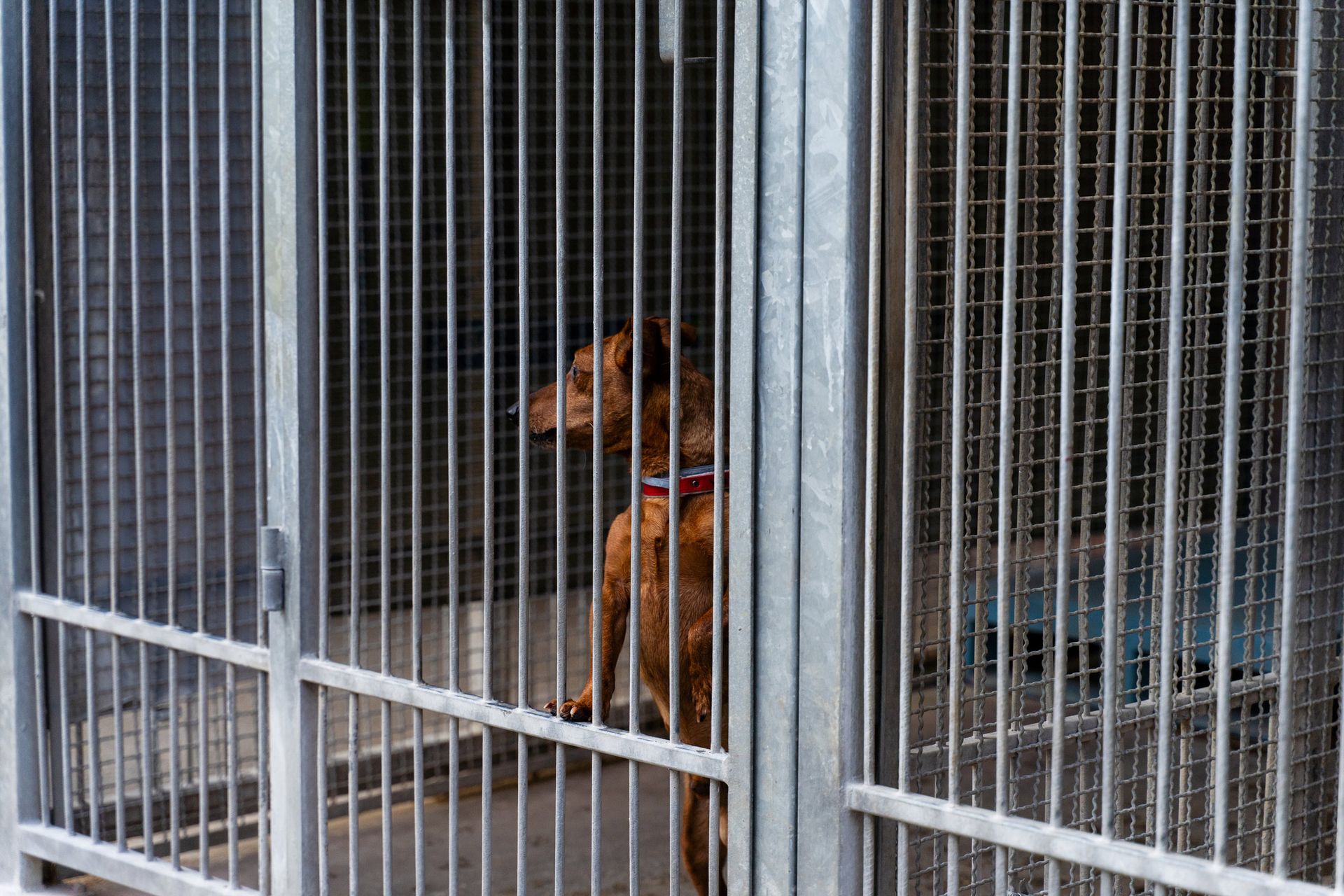 Dog in a kennel looking to the left, standing behind vertical metal bars. Dog in a kennel looking to the left, standing behind vertical metal bars.