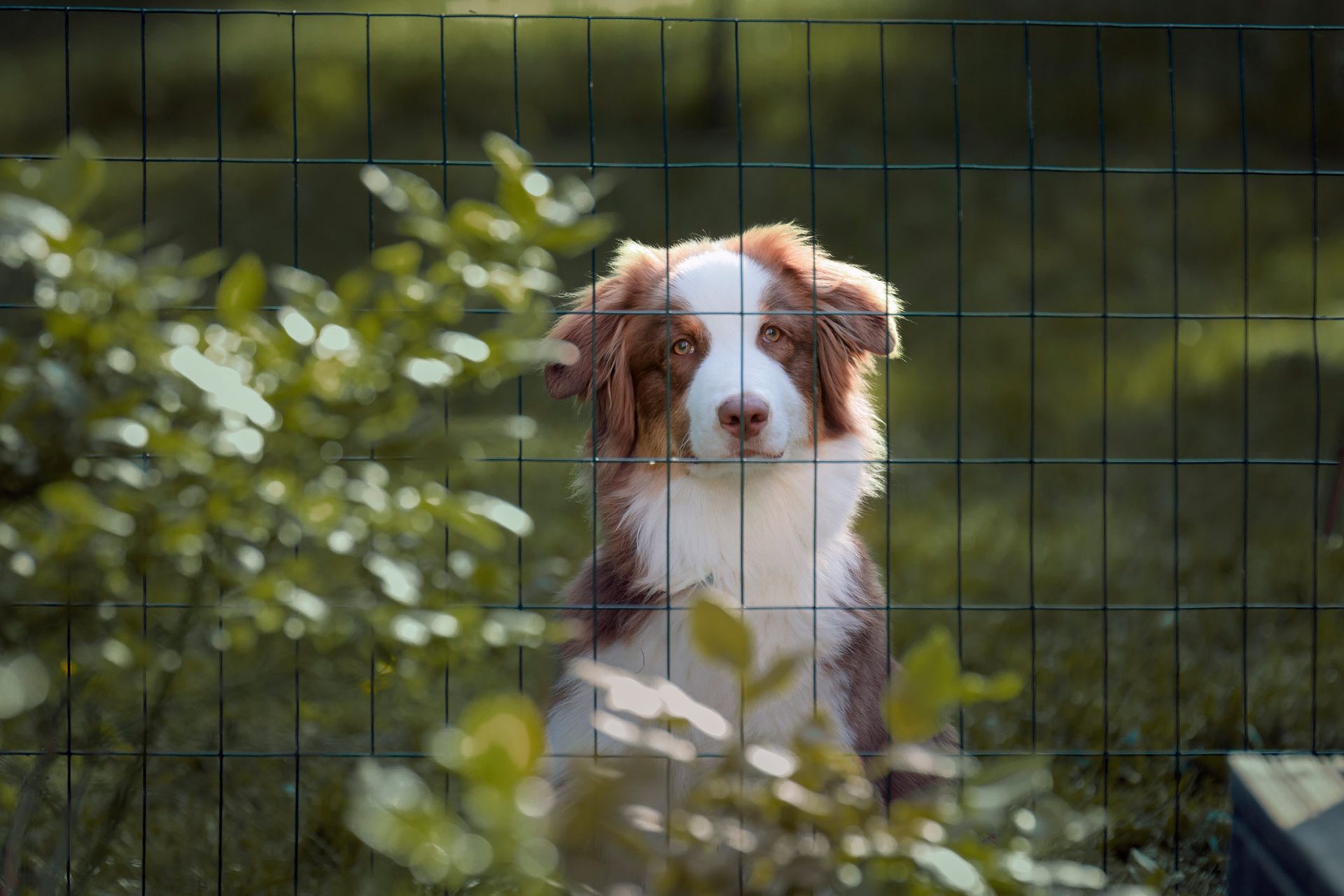 Brown and white dog behind a green wire fence, looking at the camera in a garden setting. Brown and white dog behind a green wire fence, looking at the camera in a garden setting.
