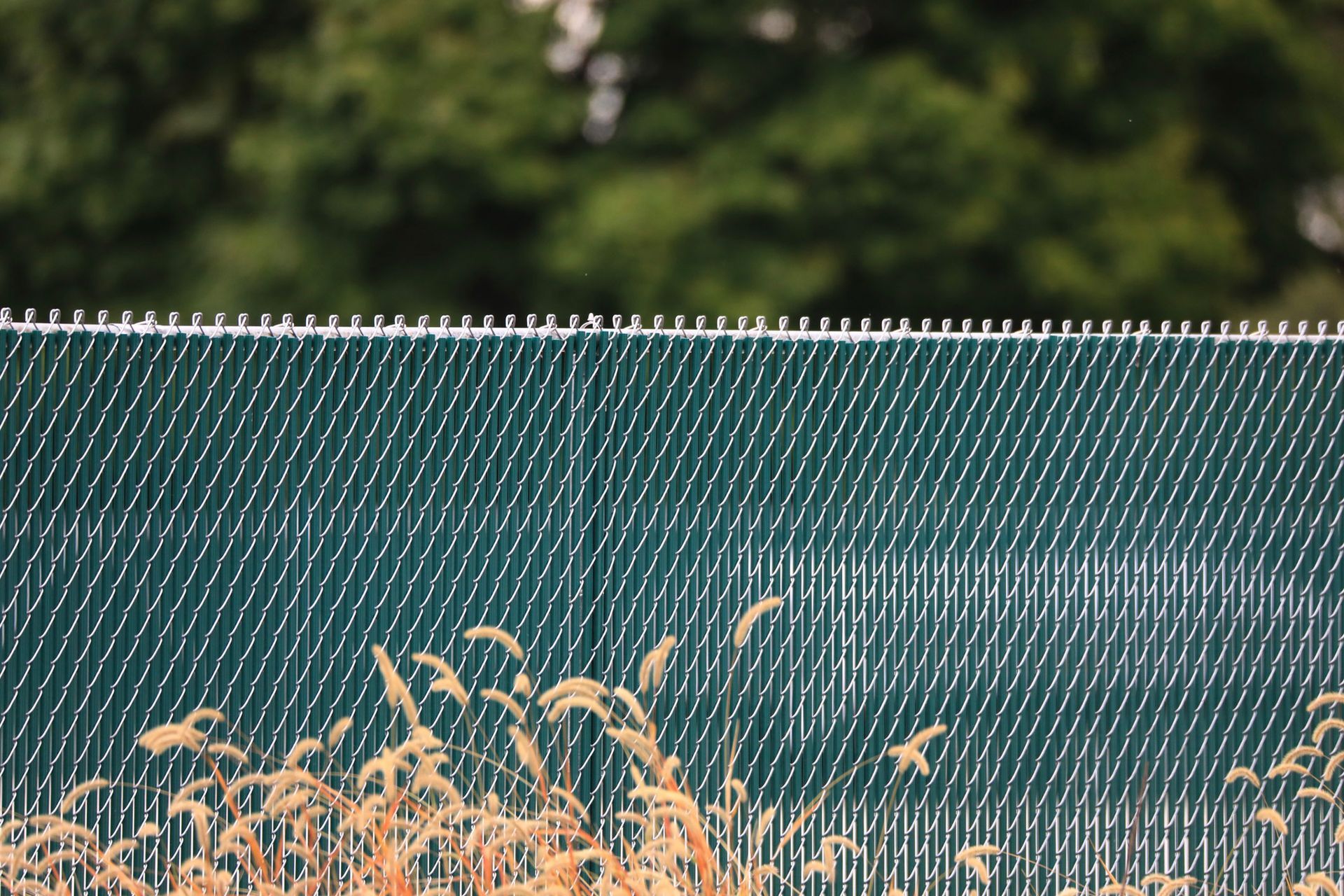 Green privacy fence with tall grasses in front and blurred trees in the background.