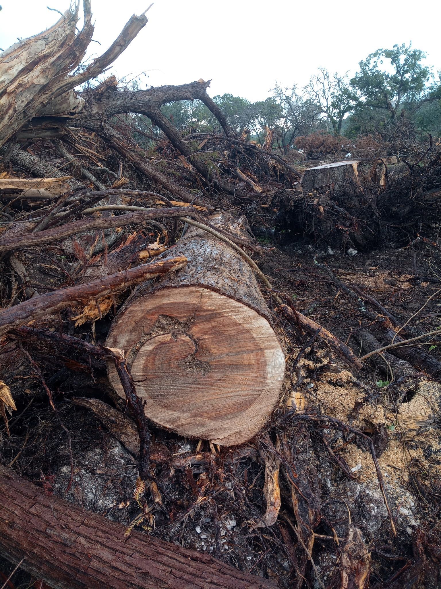 Cut tree trunk on a pile of debris with a blurred forest backdrop.