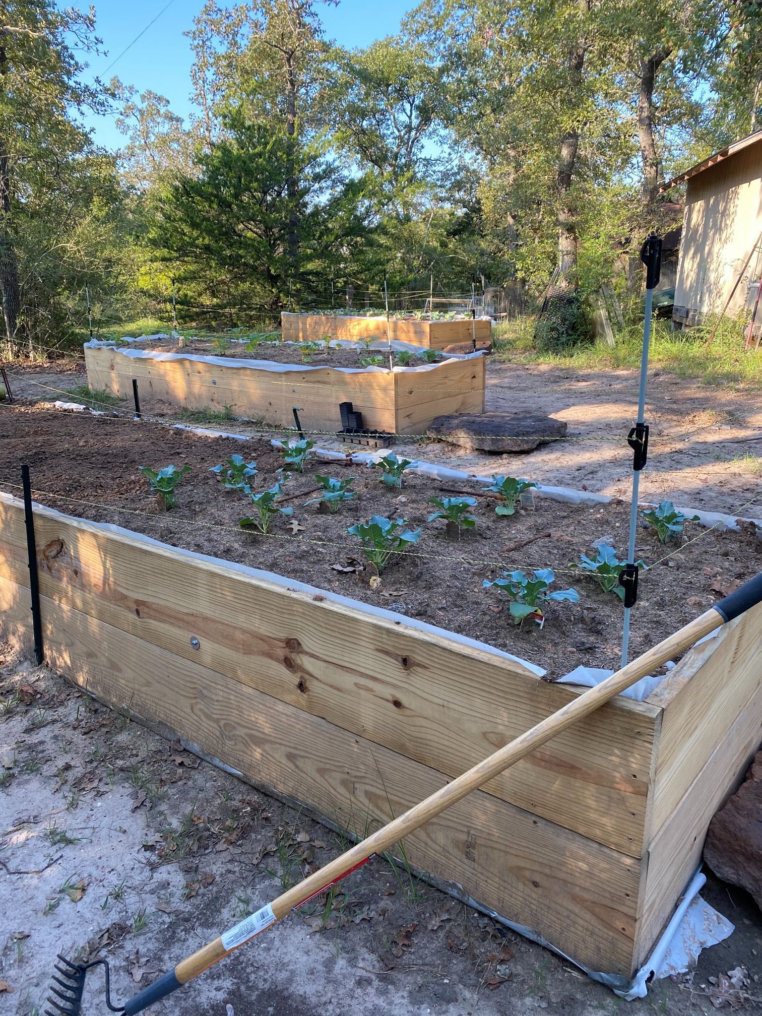 A rake is sitting next to a wooden raised garden bed.