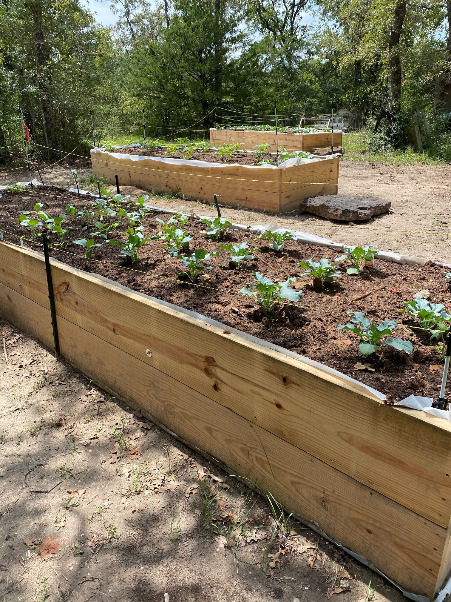 A wooden planter filled with plants in a garden.