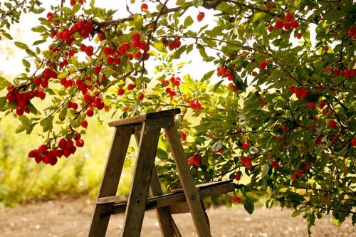 Tips for Selecting Fruit & Nut Trees » Planting & Care