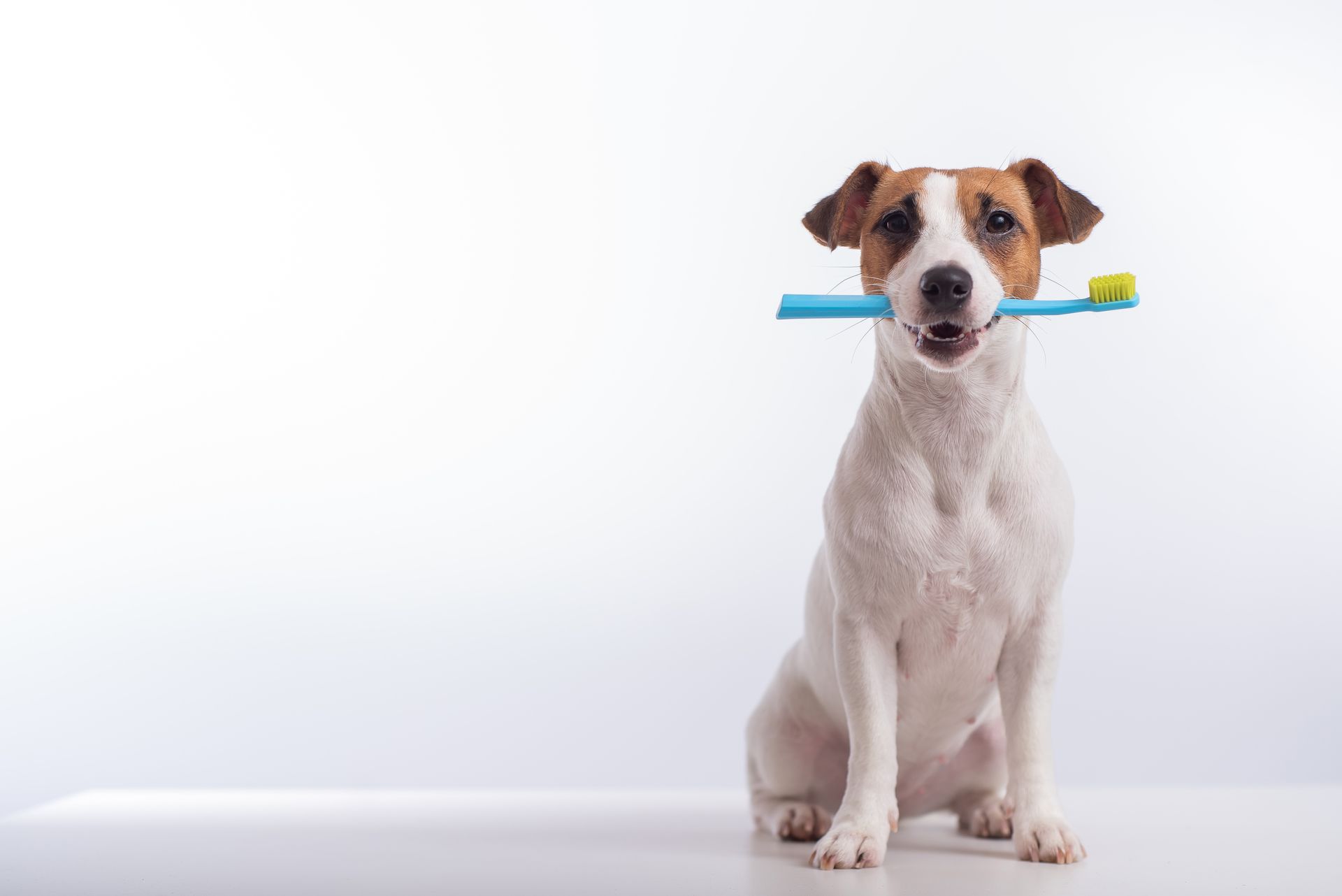 At-Home Pet Dental Care Tips