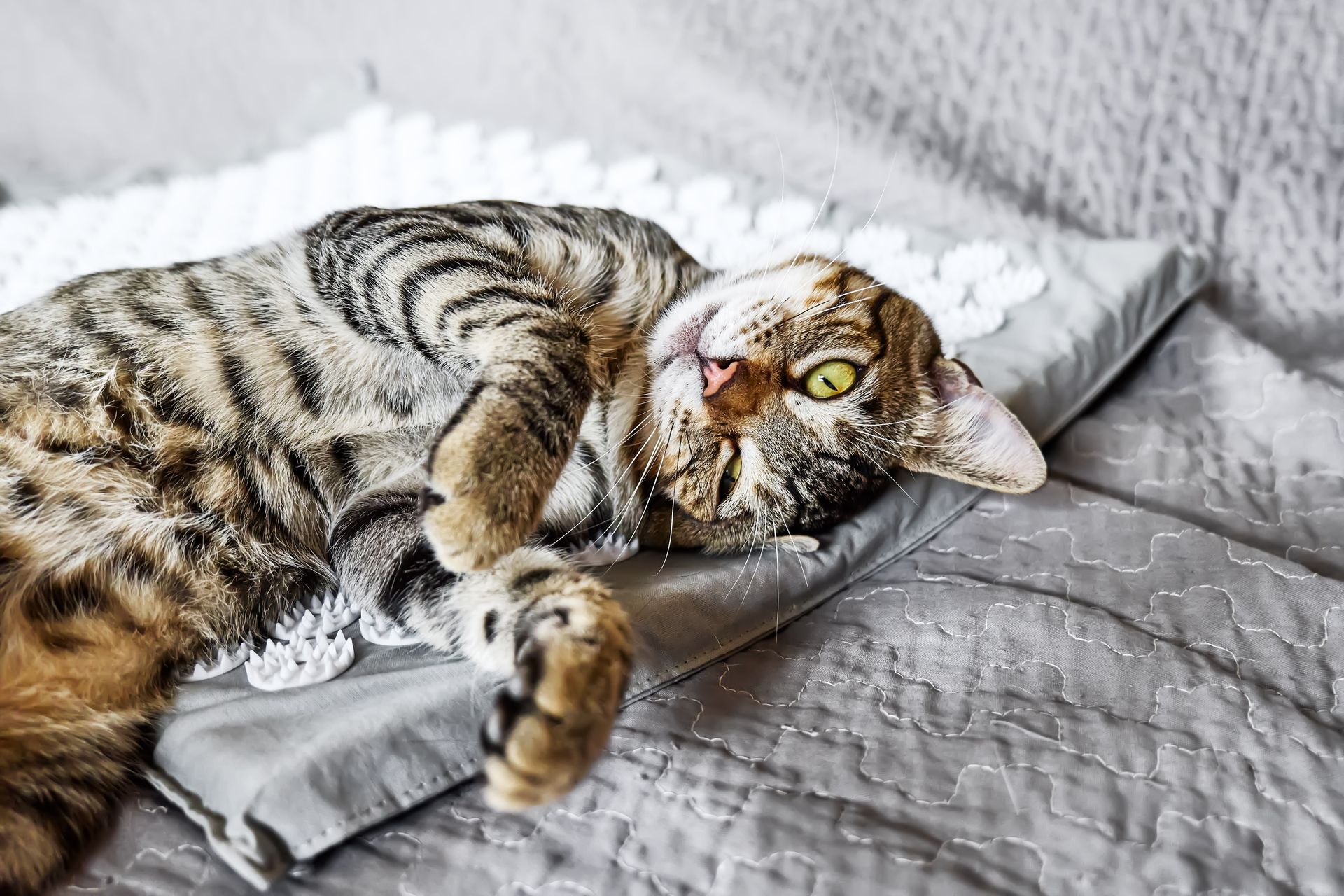 Caring for Your Furry Friend