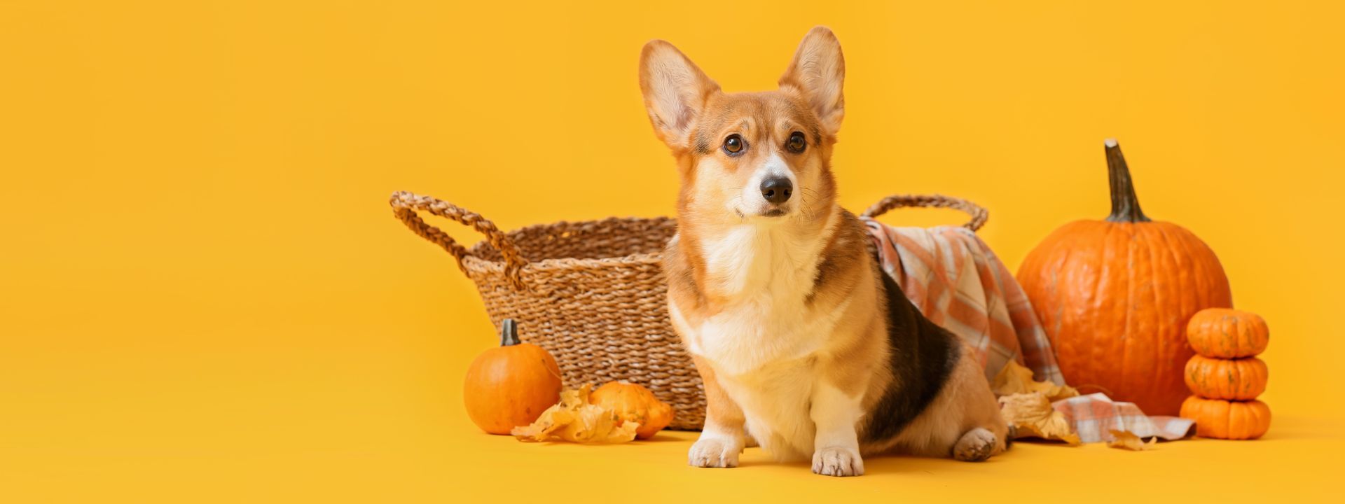 A corgi dog surrounded by pumpkins