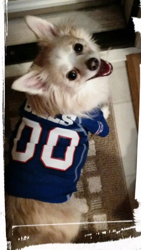 Dog wearing a Buffalo Bills jersey