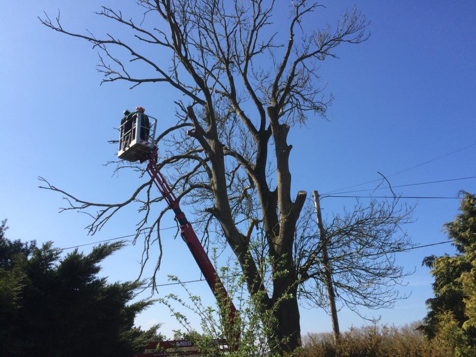 Cost-effective tree removals in Essex