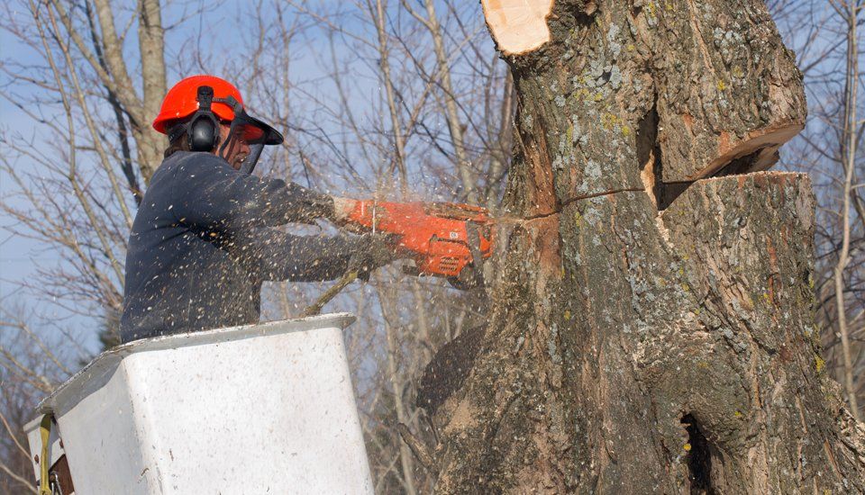 Reliable tree surgery services in Essex