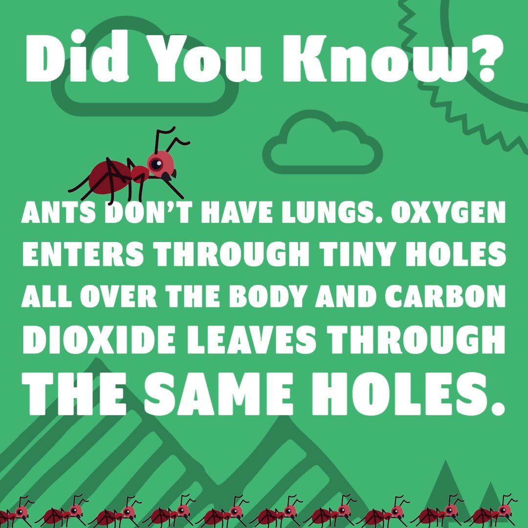 Ant Fact Number Fifteen