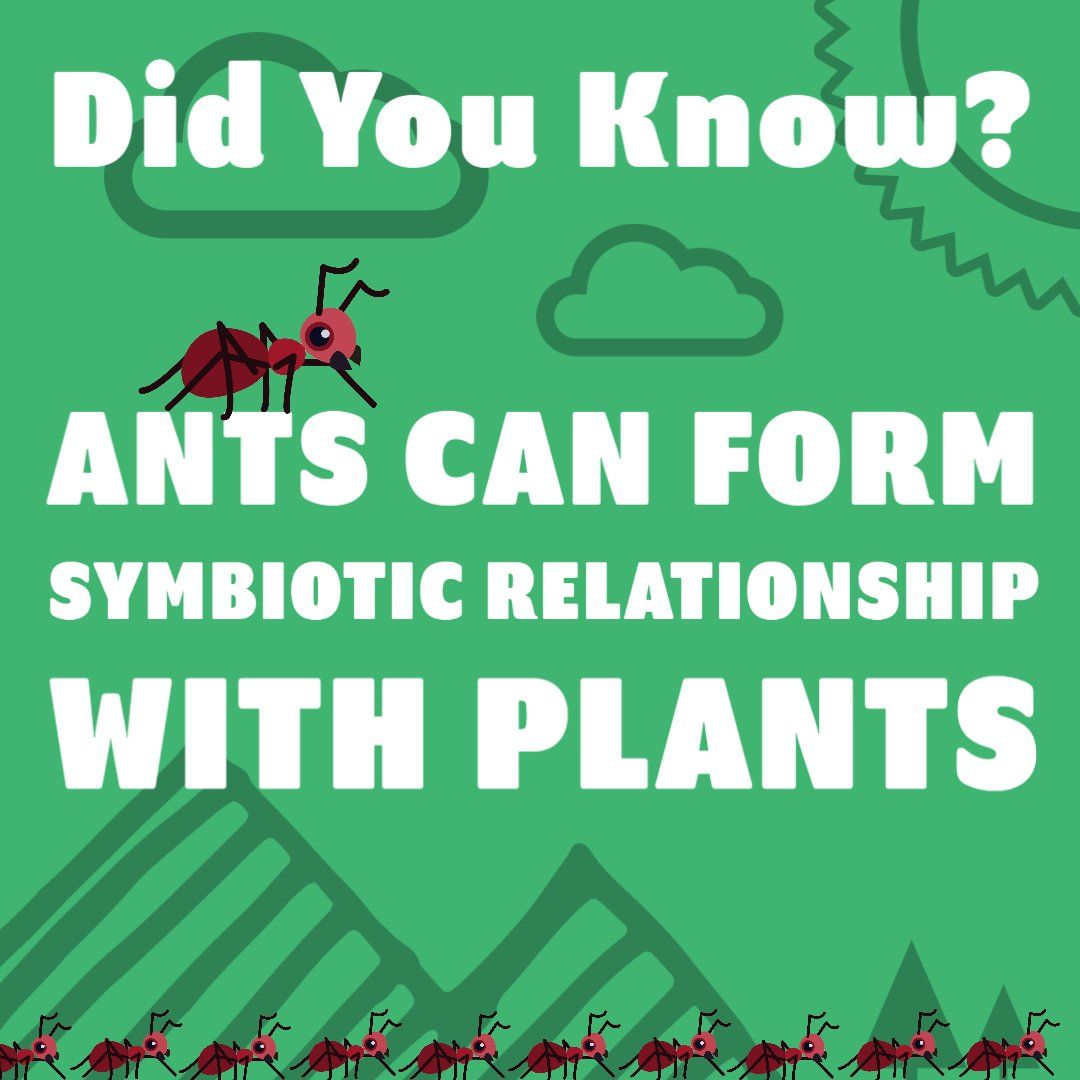 Ant Fact Number Seventeen