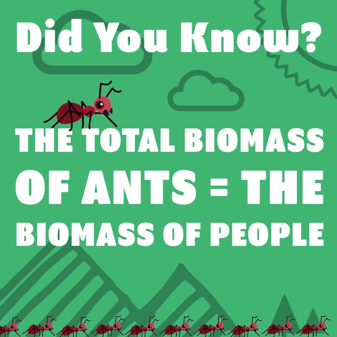 Ant Fact Number Eighteen