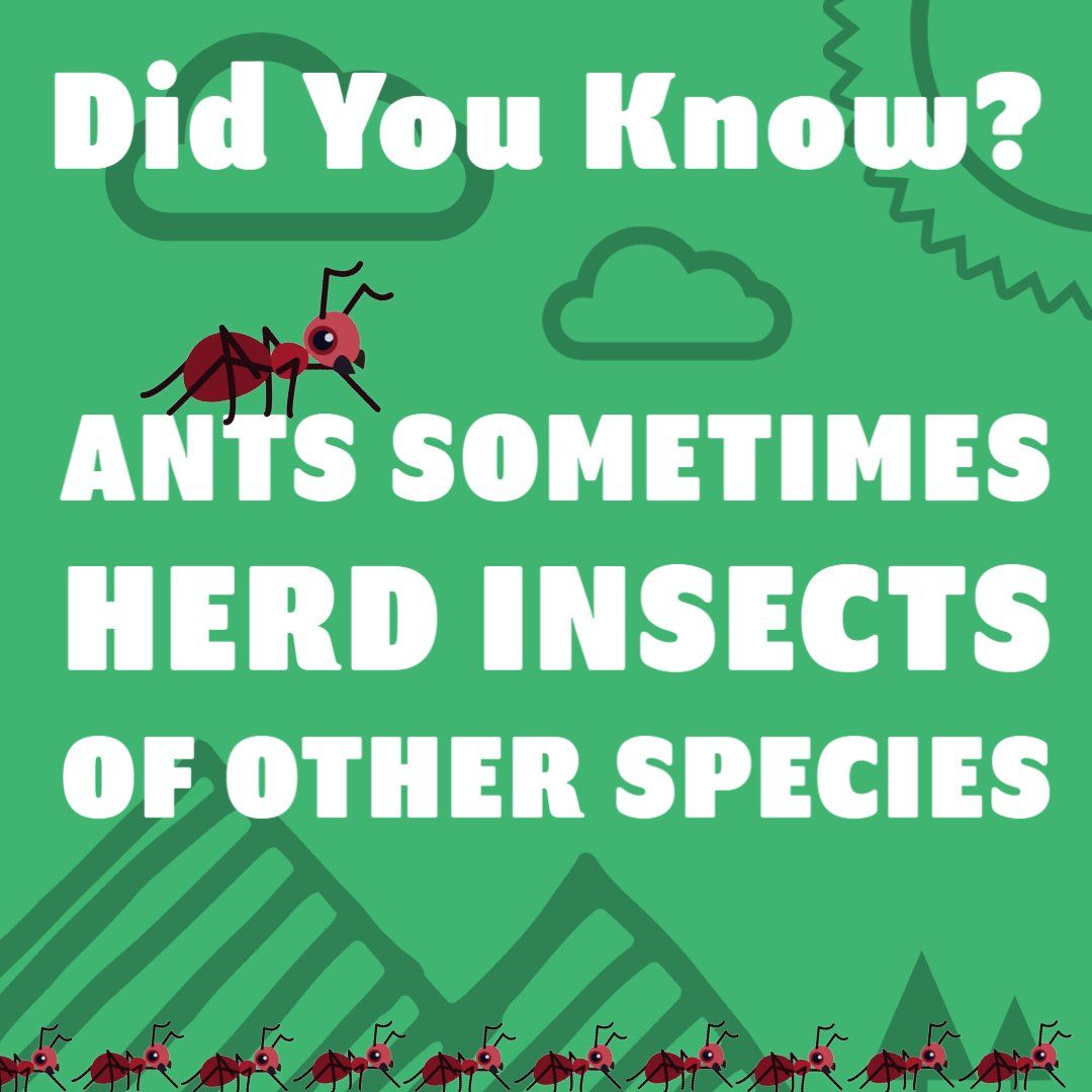 Ant Fact Number Nineteen