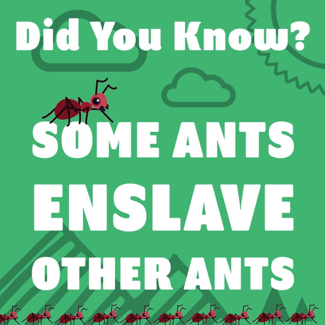 Ant Fact Number Twenty