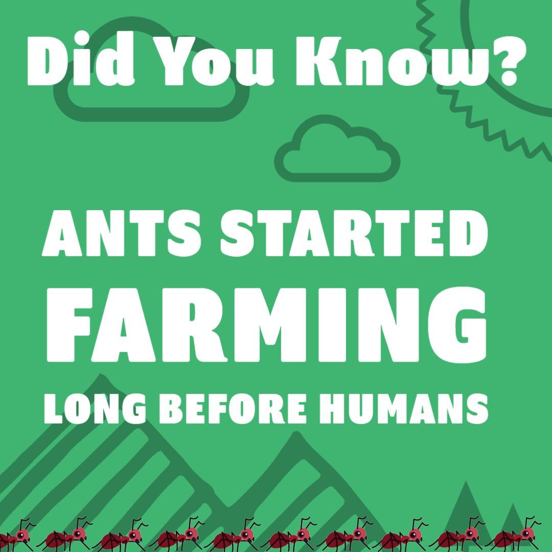Ant Fact Number Twenty Two