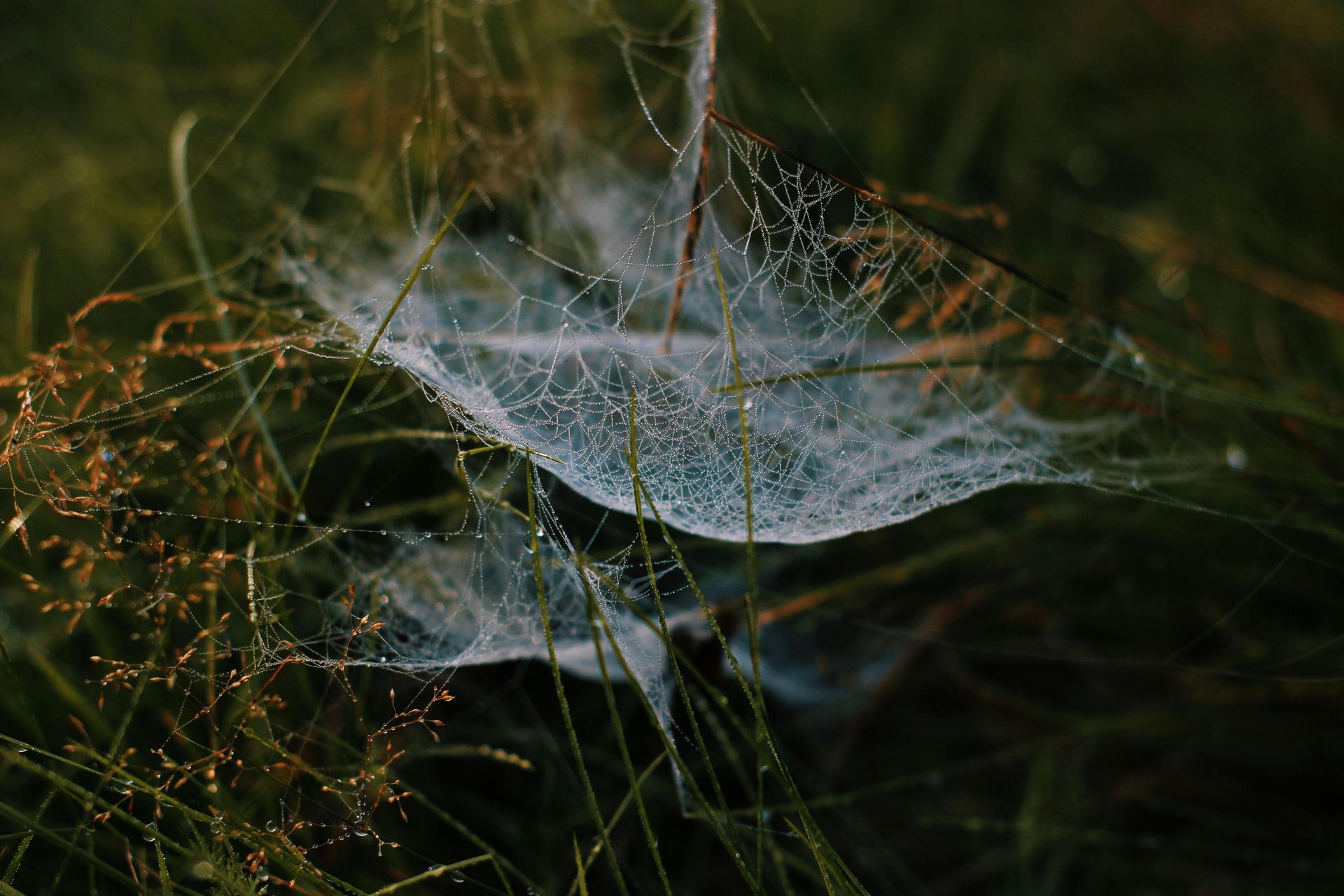 A close up of a spider web with water drops on it in the grass.