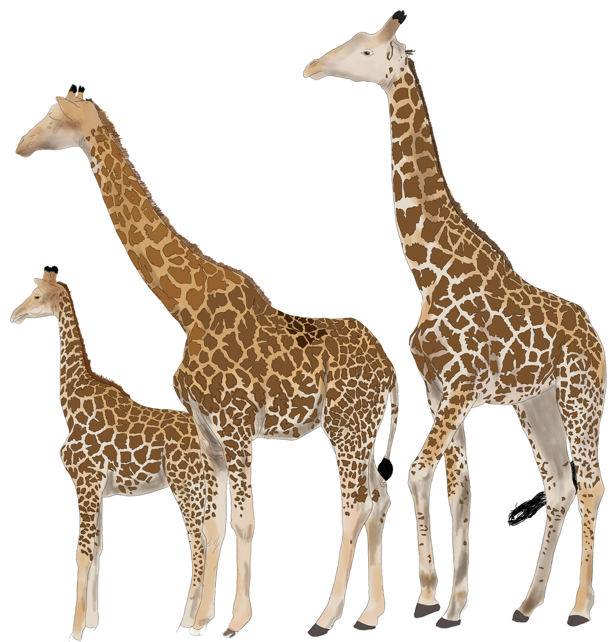 Three giraffes standing on a white background, one large adult, one medium, and one small calf.