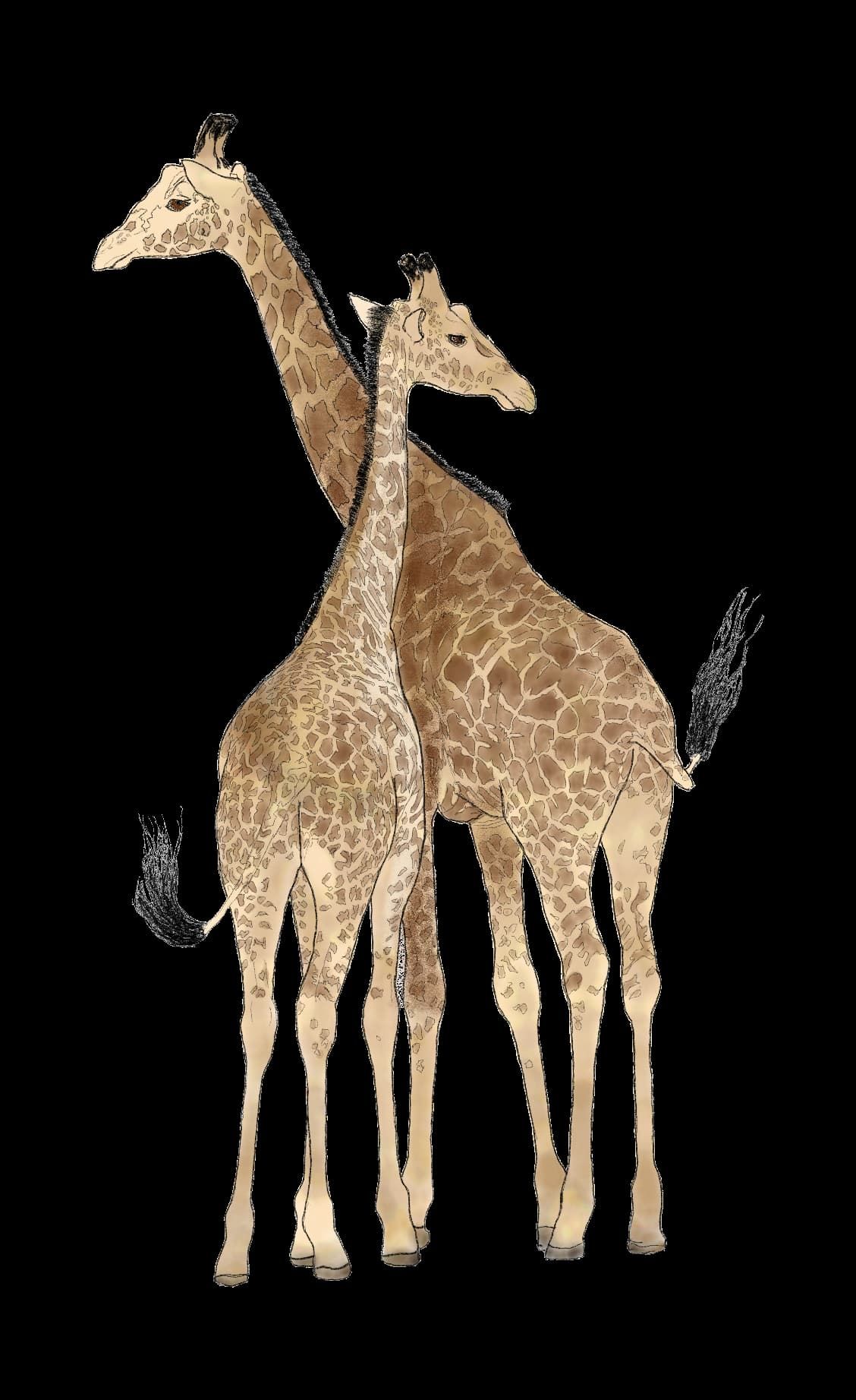 Two giraffes standing together, facing slightly different directions, against a black background.