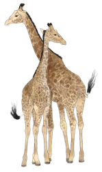 Two giraffes standing together, facing forward with their heads tilted slightly toward each other.