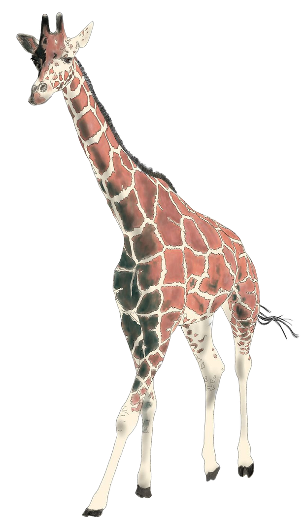 A giraffe with a patterned brown and white coat walking against a white background.