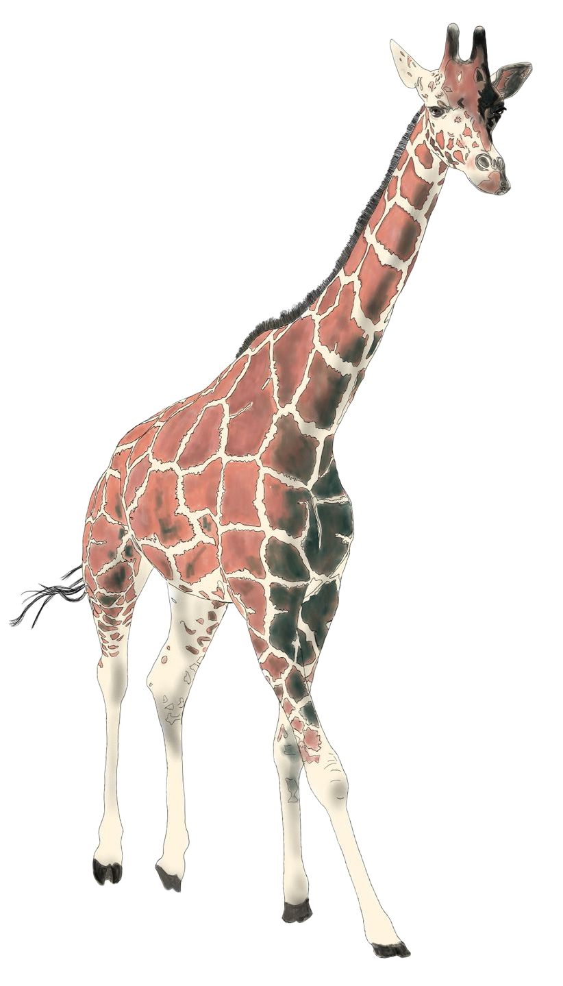 A full-body shot of a giraffe with a distinctive brown and white reticulated coat, walking forward on a white background.