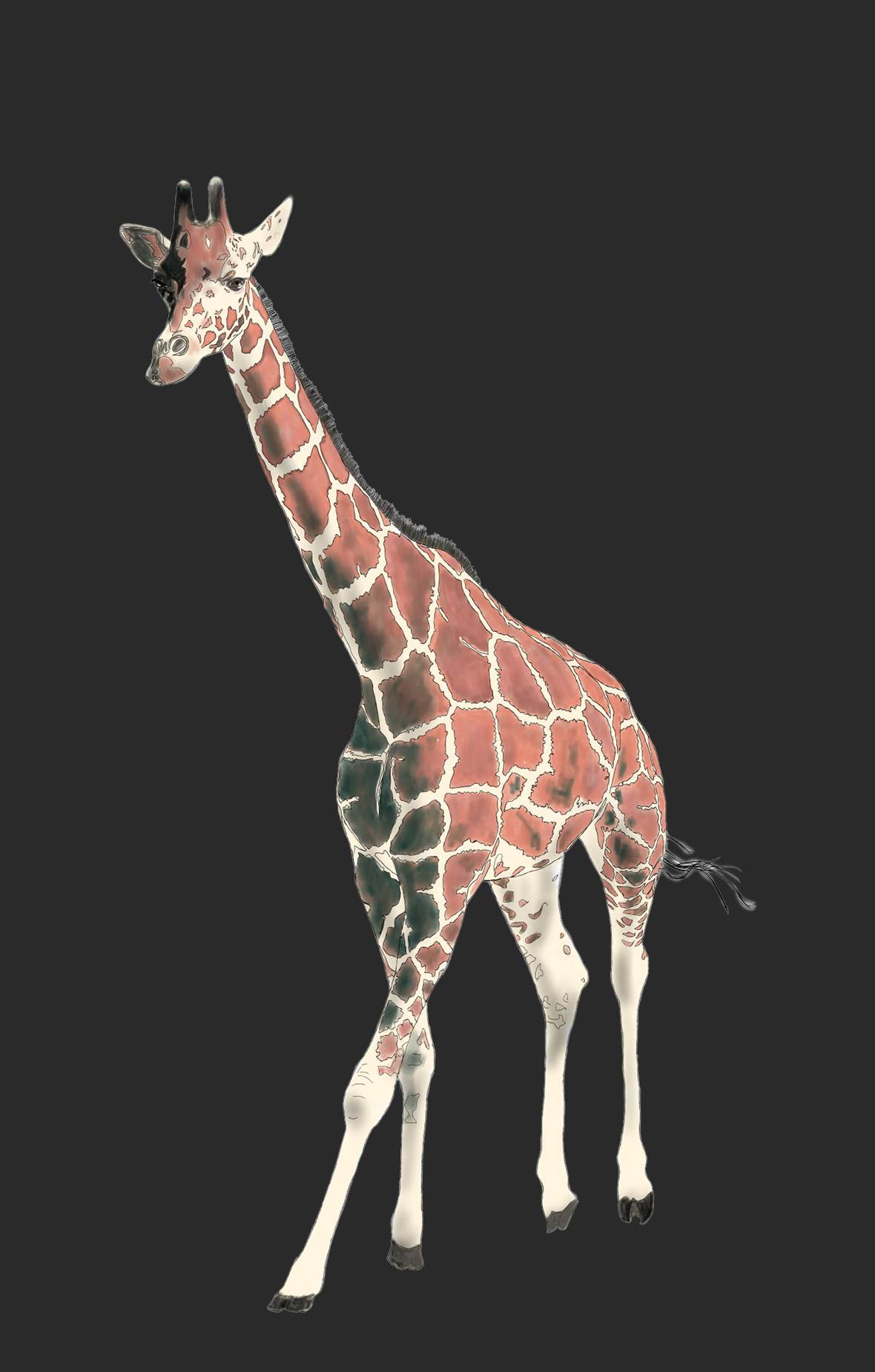 A giraffe with a patterned, reddish-brown and white coat standing against a solid black background.