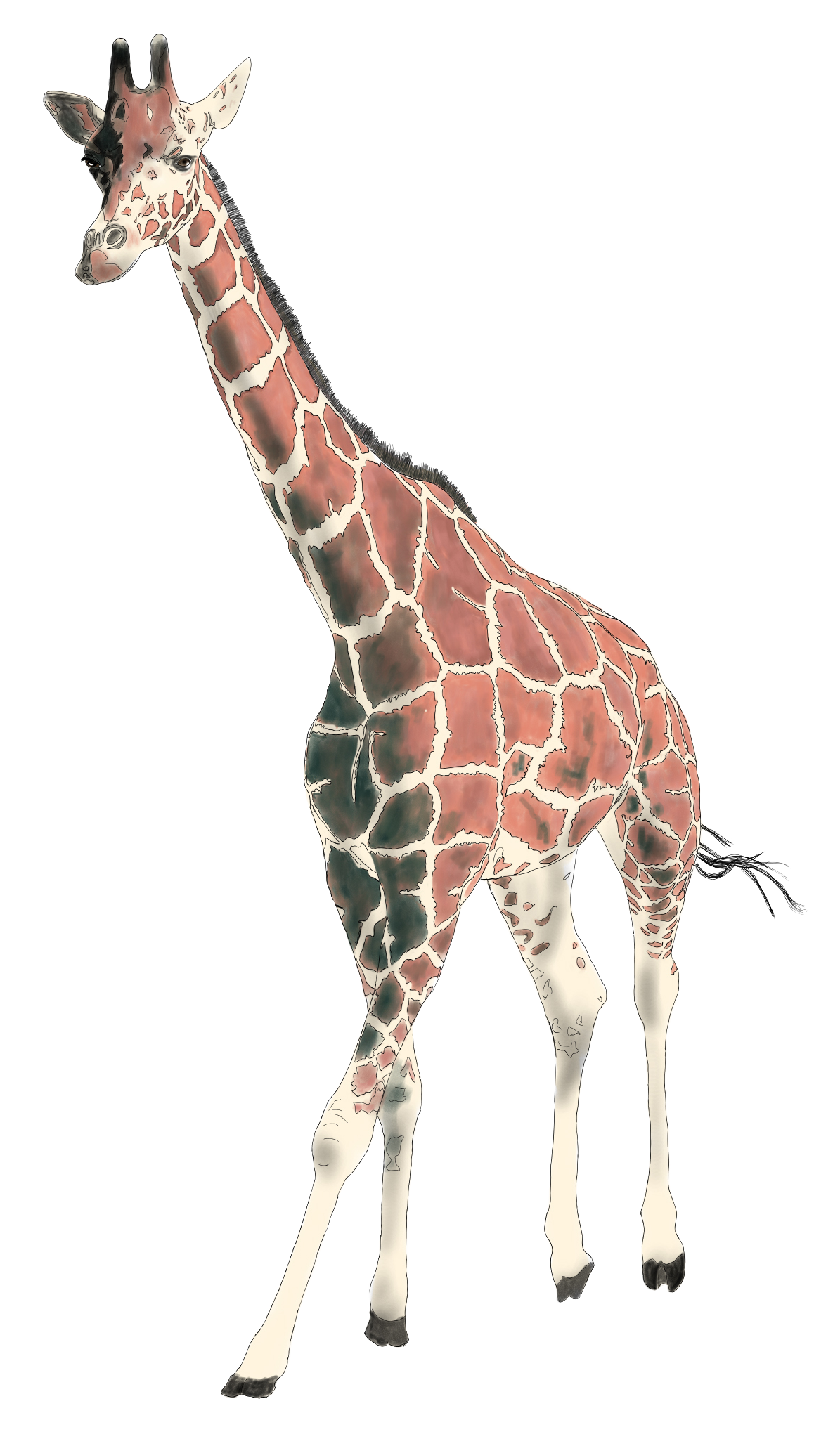 Three giraffes standing on a white background, one large adult, one medium, and one small calf.