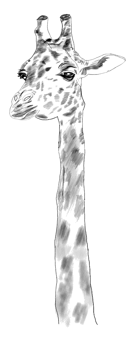A black-and-white sketch of a giraffe’s head and long neck, facing slightly left.