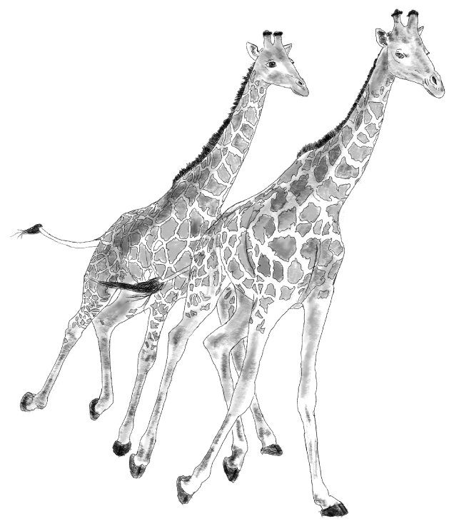 A black and white line drawing of two giraffes walking side by side, showcasing their patterned coats and long necks.