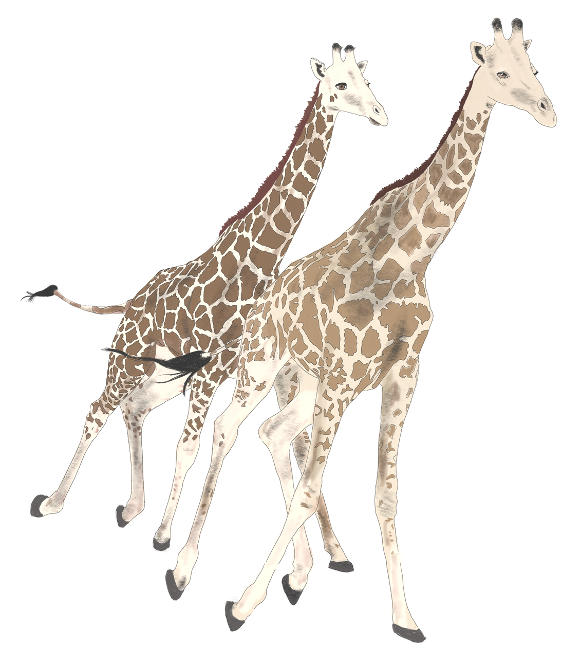 Two giraffes with light brown and white spotted patterns walking side by side on a white background.