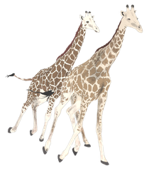 Two giraffes with brown and white patterned coats standing side-by-side against a white background.