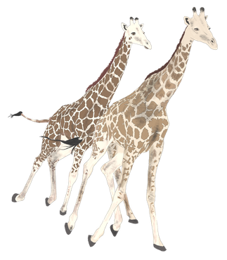 Two giraffes standing together, facing forward, with their long necks slightly crossed.