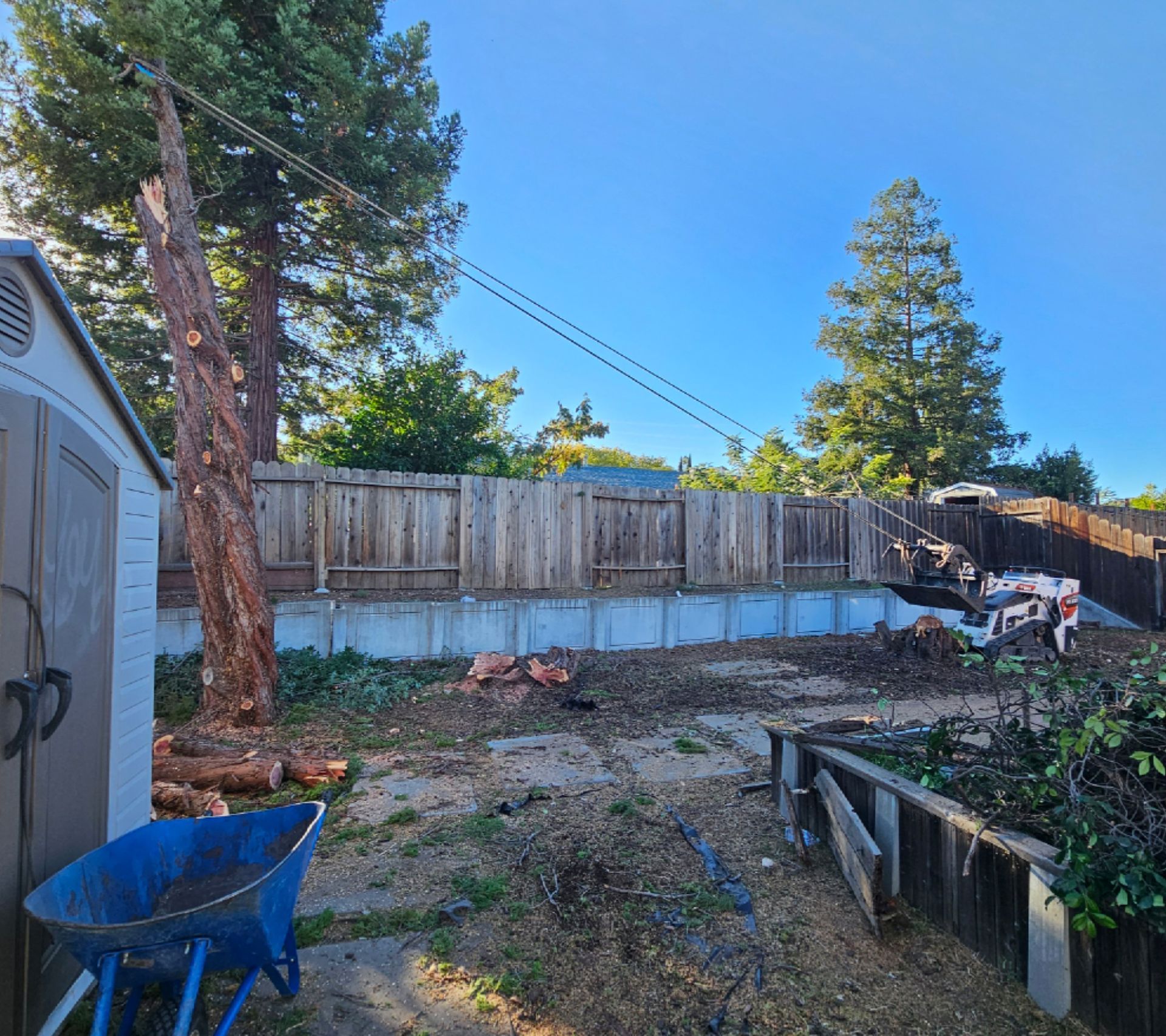Backyard scene with a tall tree stump, fence, shed, and blue sky. 