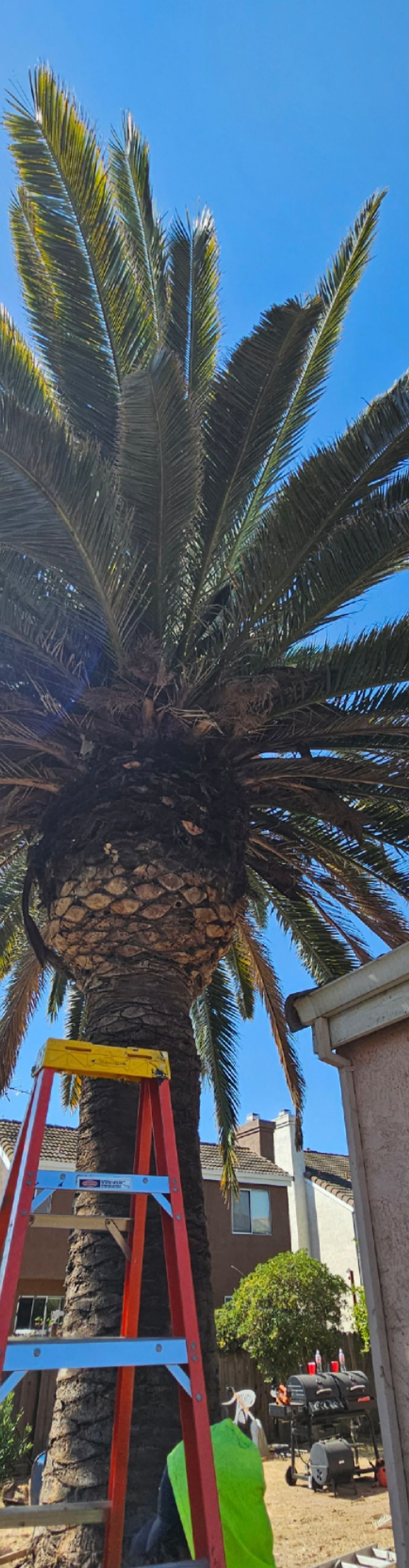 A tall palm tree with a ladder leaning against it on a sunny day.