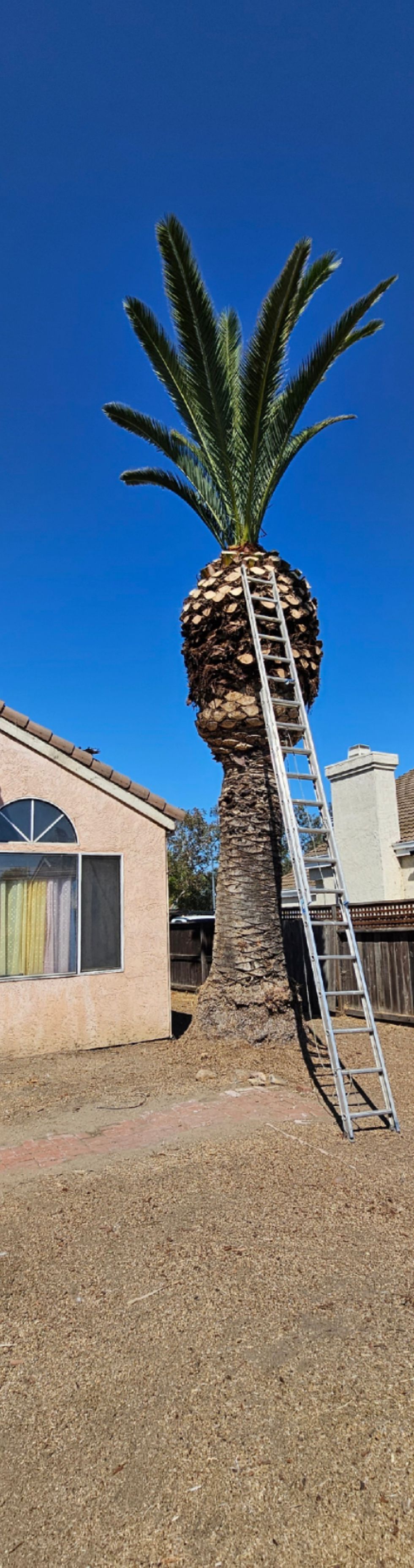 A tall palm tree with a ladder leaning against it, in front of a house under a clear blue sky.