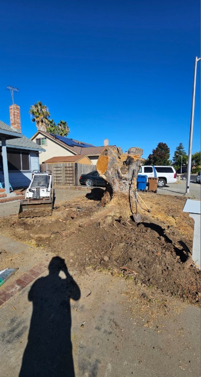 Tree stump removal in a residential yard; excavator and small tractor visible. 