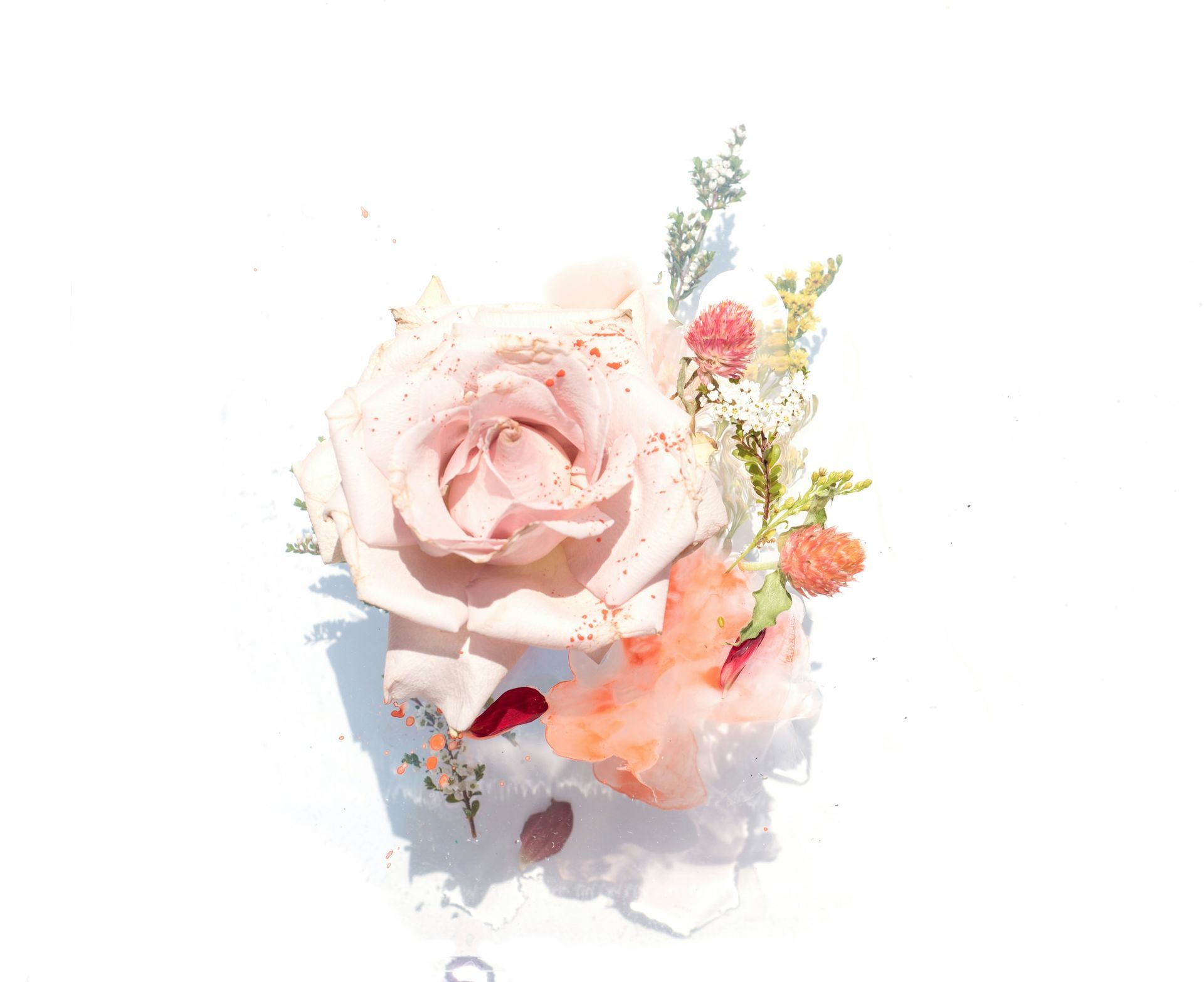 a close up of a pink rose with other flowers on a white background .