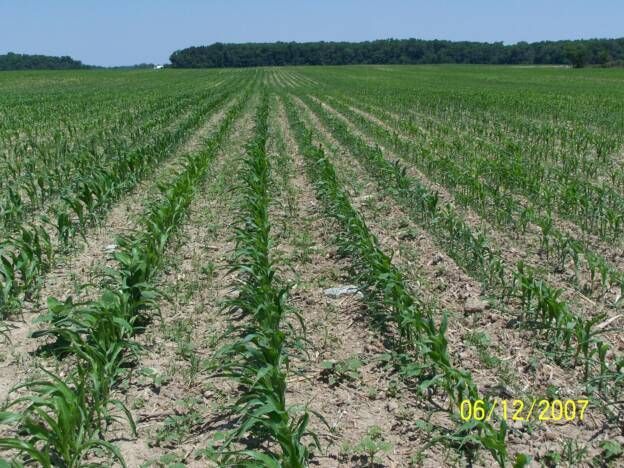 Rows of corn plants are growing in a field