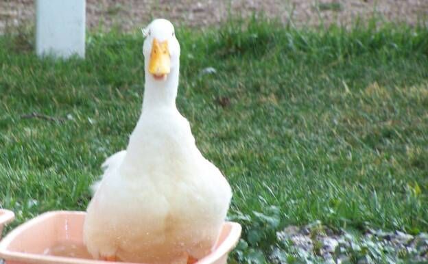 A white duck is standing in a plastic container in the grass.