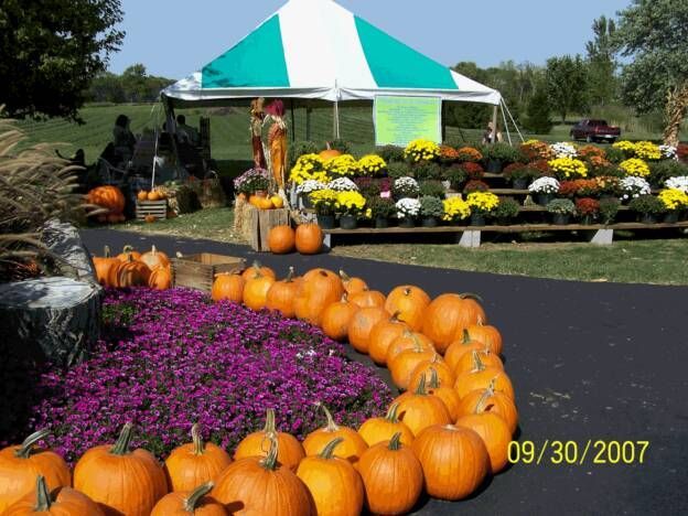A bunch of pumpkins are lined up in front of a green and white tent