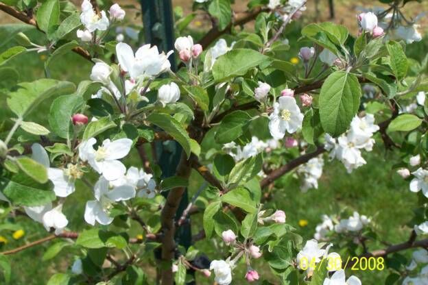 A tree with white flowers and pink buds in 2008