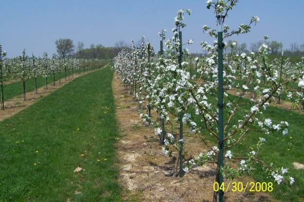 A row of trees with white flowers and the date 04/30/2008