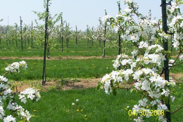 A field of trees with white flowers and the date 04/30/2008