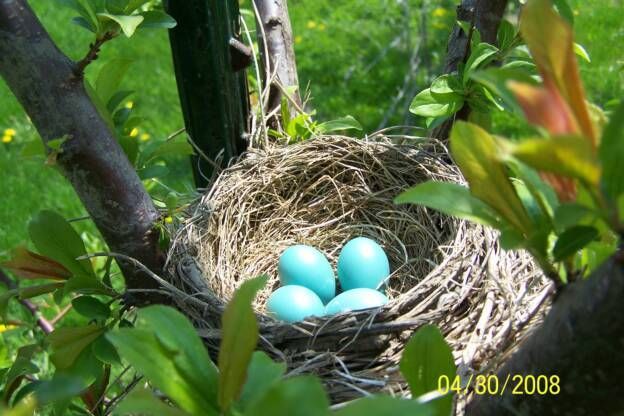 A bird nest with four blue eggs in it