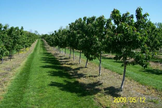 A picture of a row of trees taken in 2009