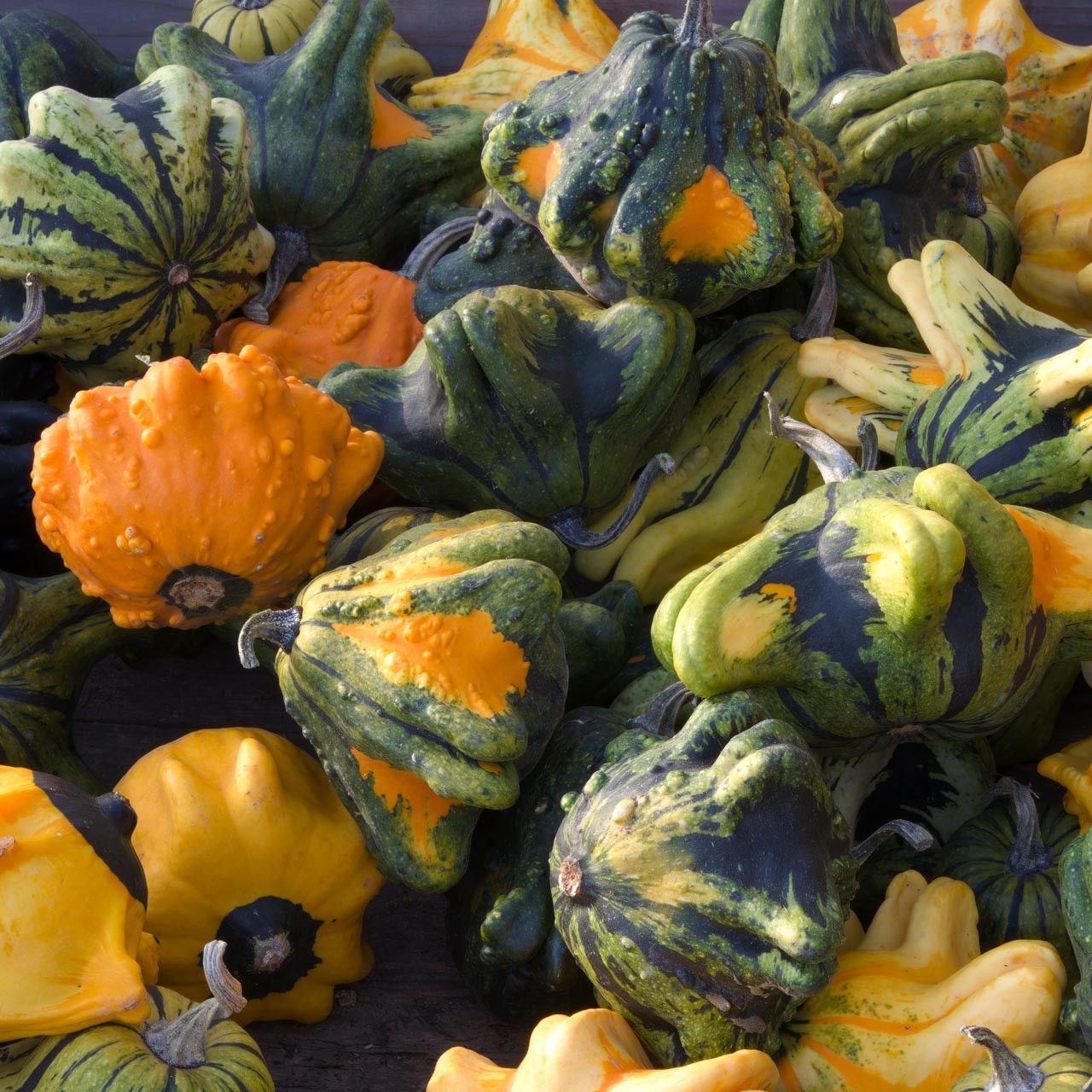 A bunch of different types of pumpkins and gourds