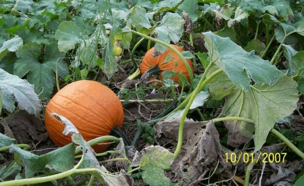 Two pumpkins are growing on a vine in a garden.