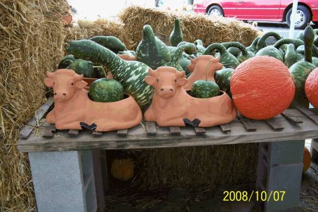 A display of pumpkins and gourds with a date stamp of 2008/10/07