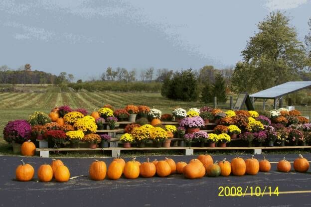 A bunch of pumpkins and flowers are lined up in a parking lot