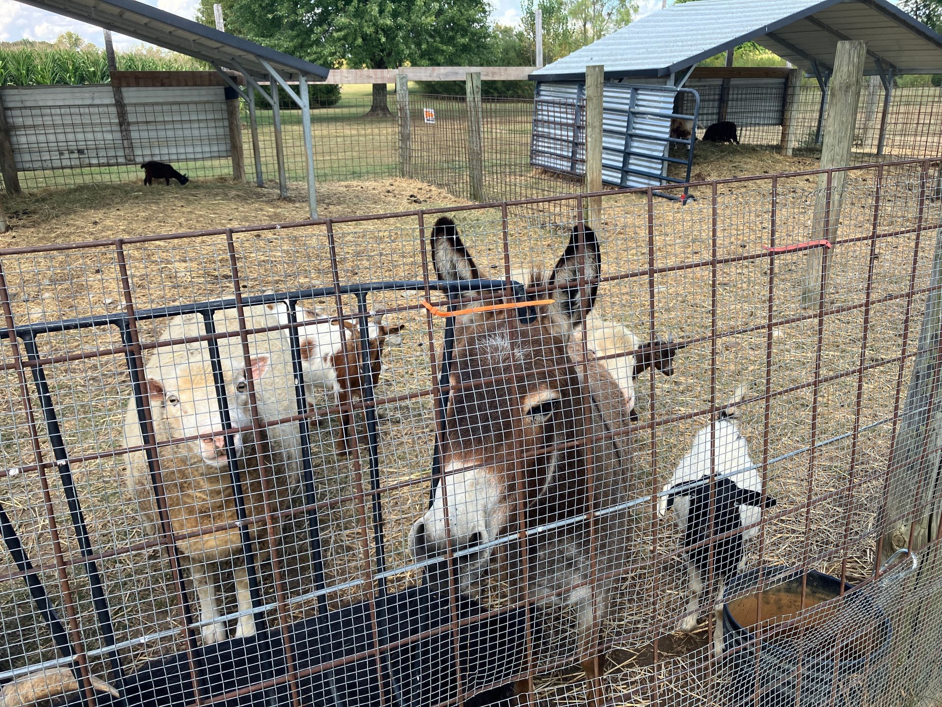 A donkey and a goat are behind a fence in a pen.